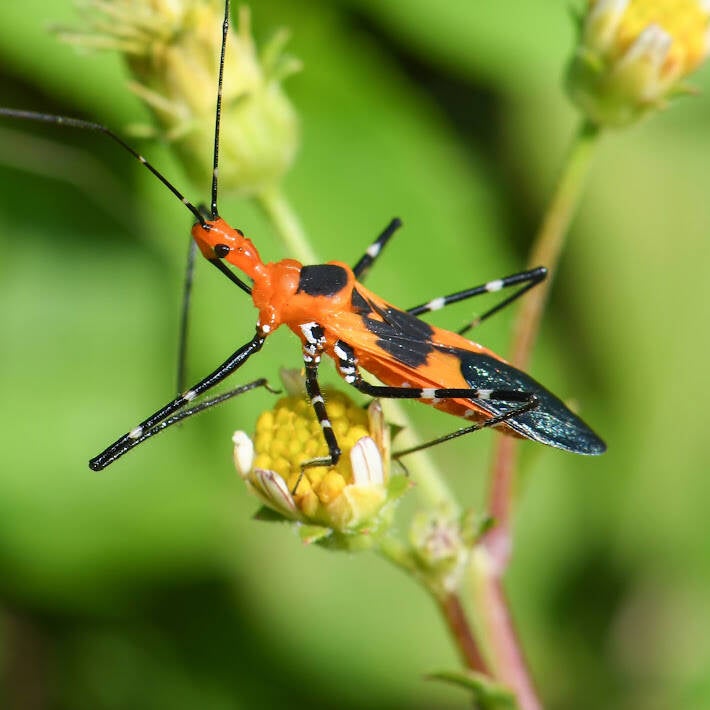 Milkweed Assassin Bug (7)