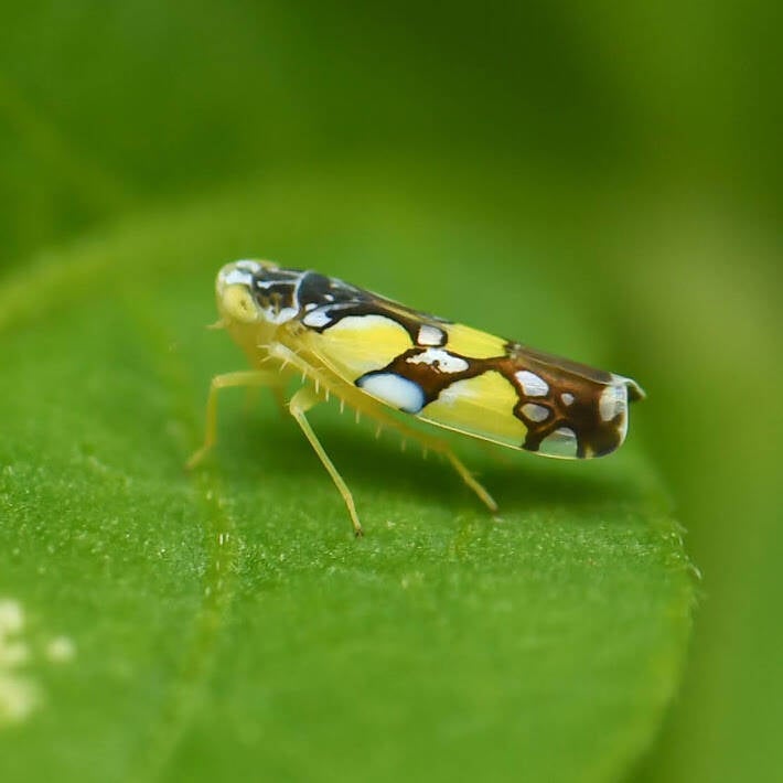 Brazilian Leafhopper (3)