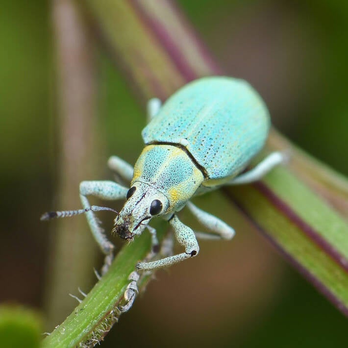 Blue-Green Root Weevil (6)