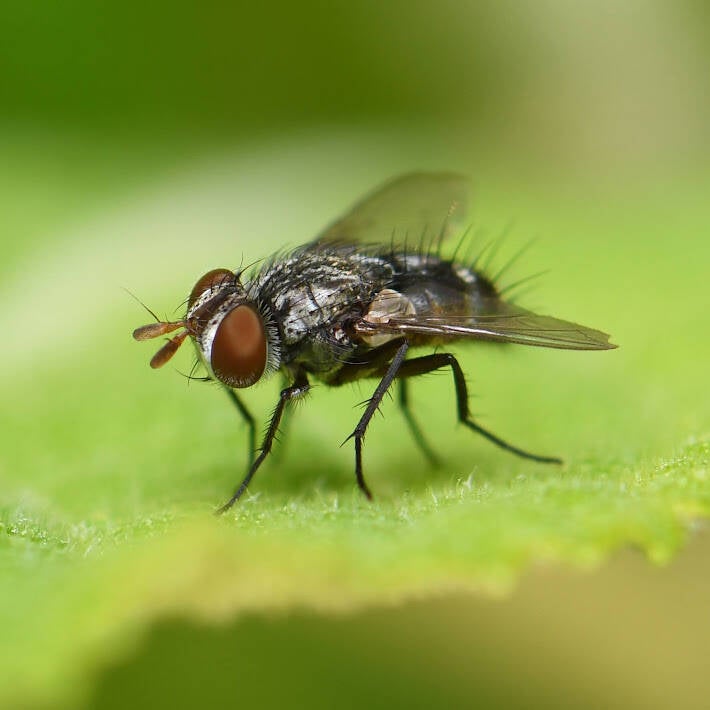 Tachinid Fly (1)