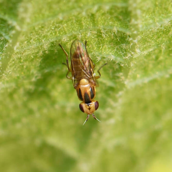 Chlorops sulphureus Grass Fly (1)