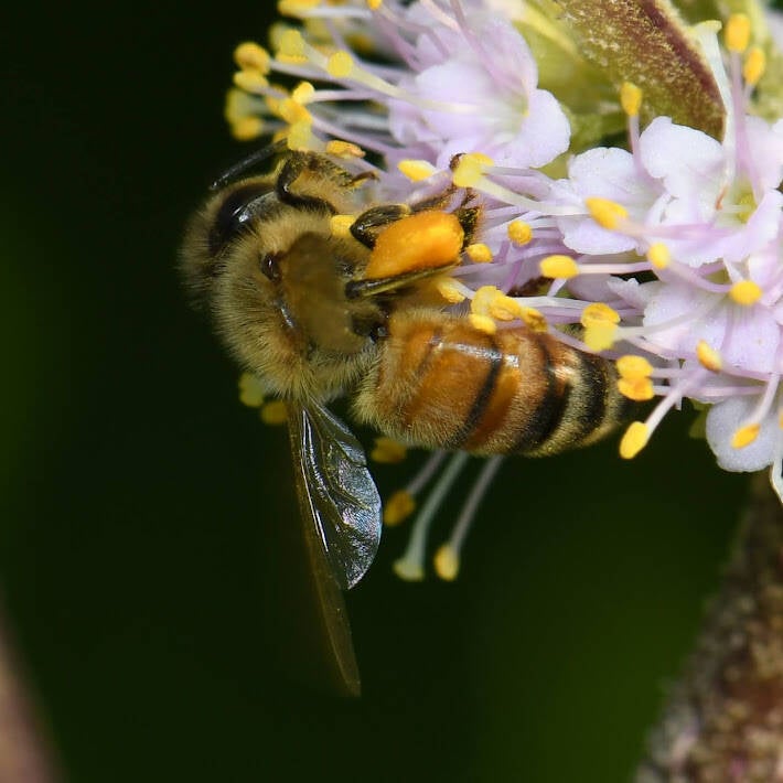 Western Honey Bee (16)