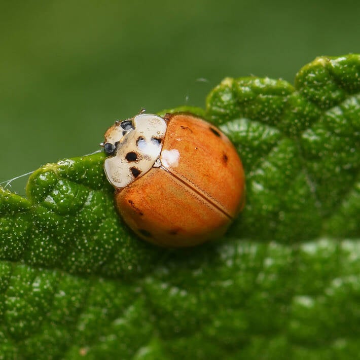 Asian Lady Beetle (11)
