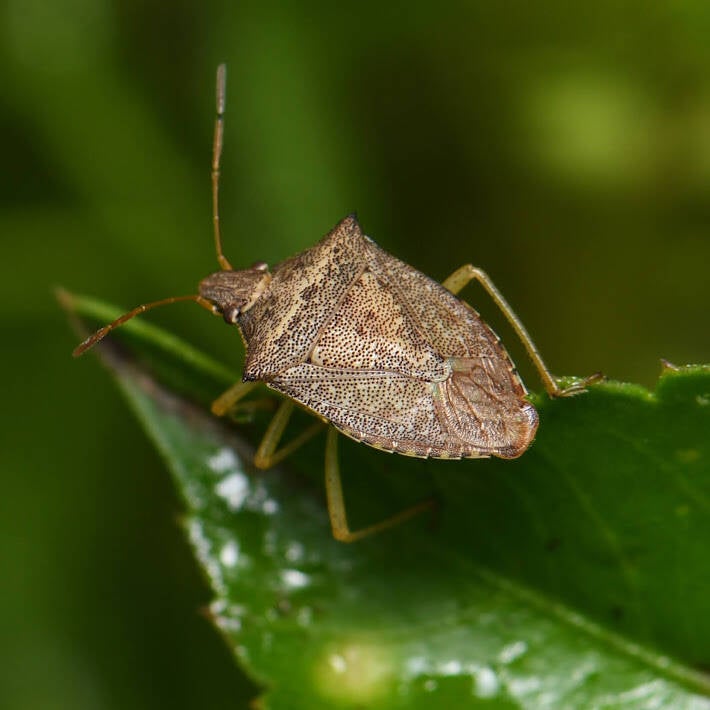 Brown Stinkbug (7)