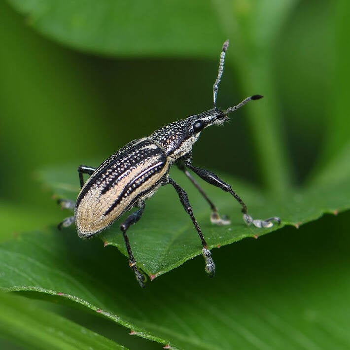 Diaprepes Root Weevil (4)