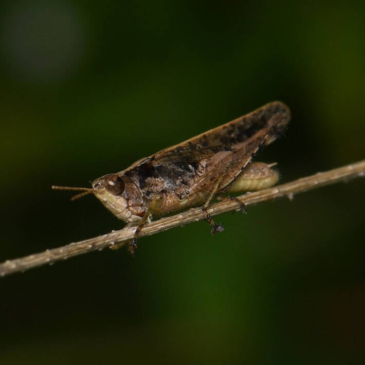 Slant-Faced Grasshopper (2)
