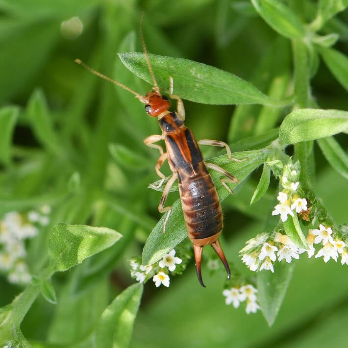 Shore Earwig (1)