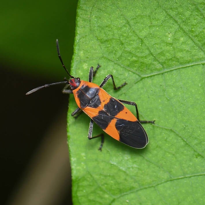 Small Milkweed Bug (4)