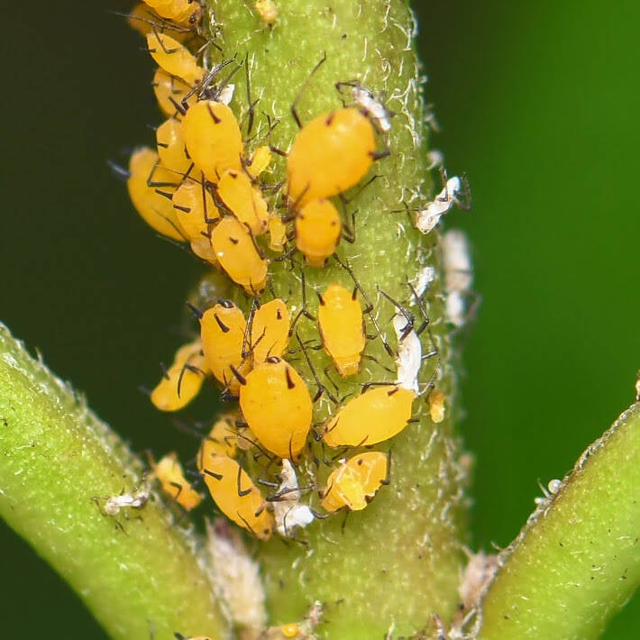 Oleander Aphid (2)