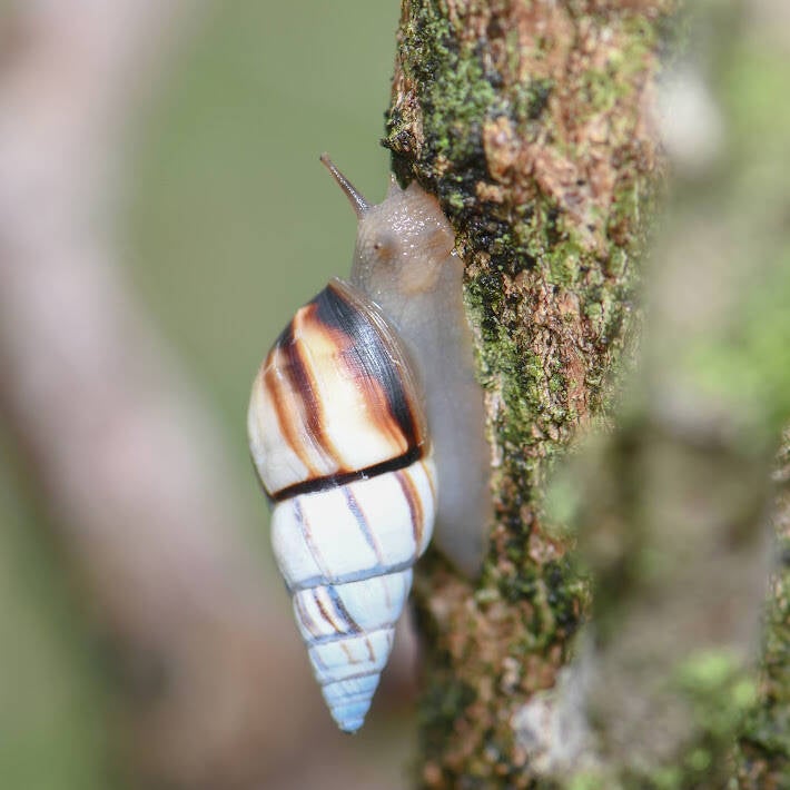 Lined Tree Snail (2)