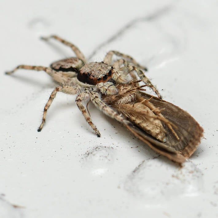Gray Wall Jumper (5)