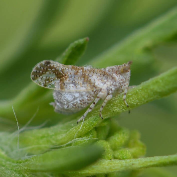 Stobaera Delphacid Planthopper (2)