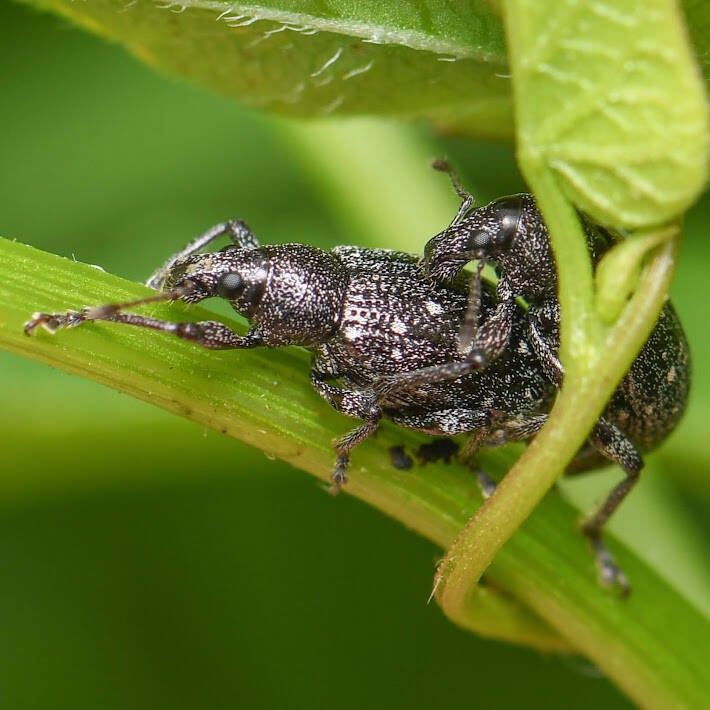 Lachnopus floridanus Broad-Nosed Weevil (1)