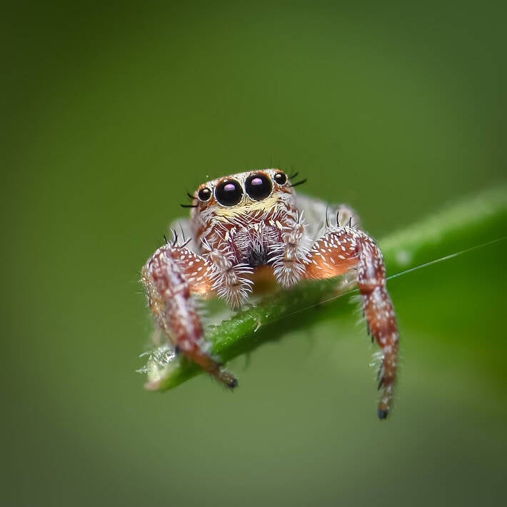 Common Hentz Jumping Spider (1)