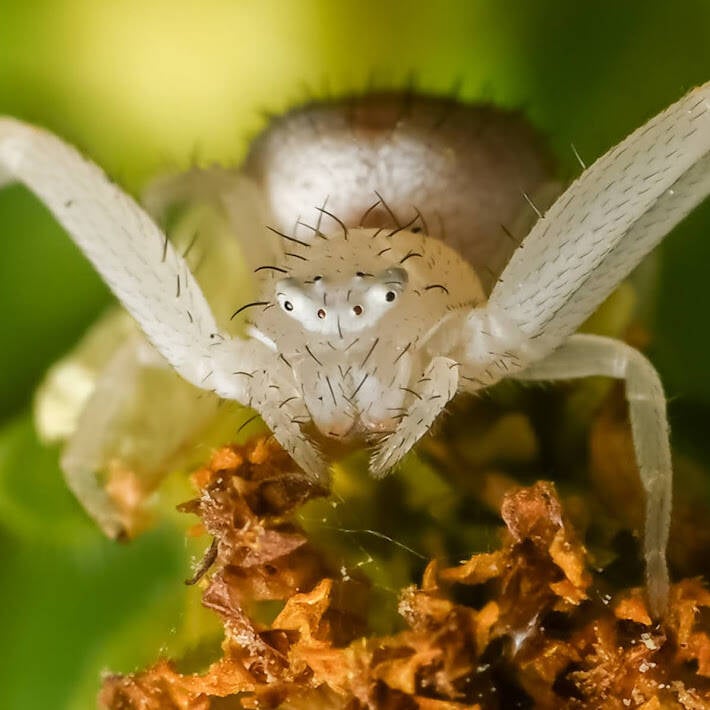 Crab Spider (14)