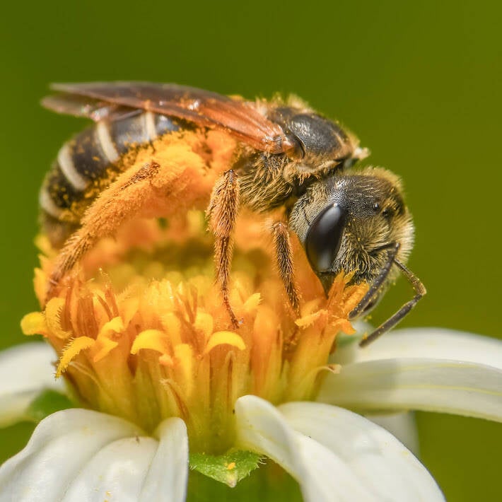 Poey's Furrow Bee (6)