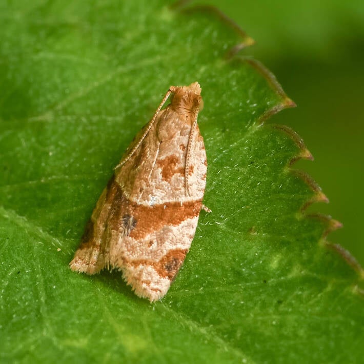 Garden Tortrix (1)