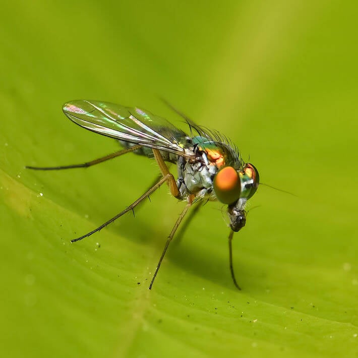 Iridescent Long-Legged Fly (6)