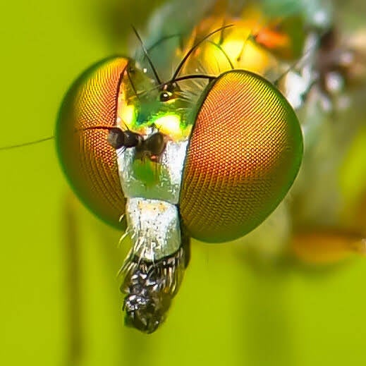 Iridescent Long-Legged Fly (7)