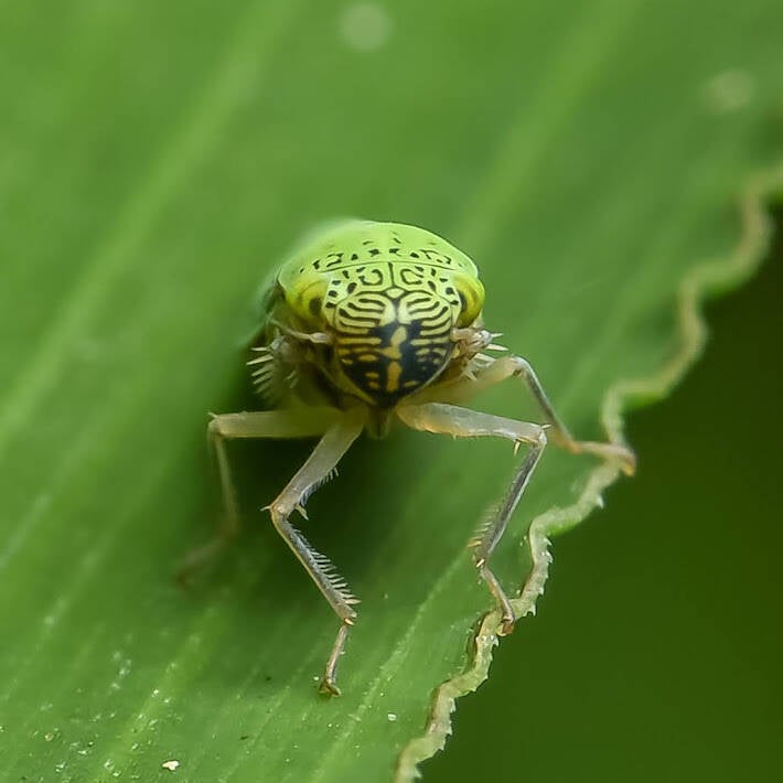 Common Green Leafhopper (4)