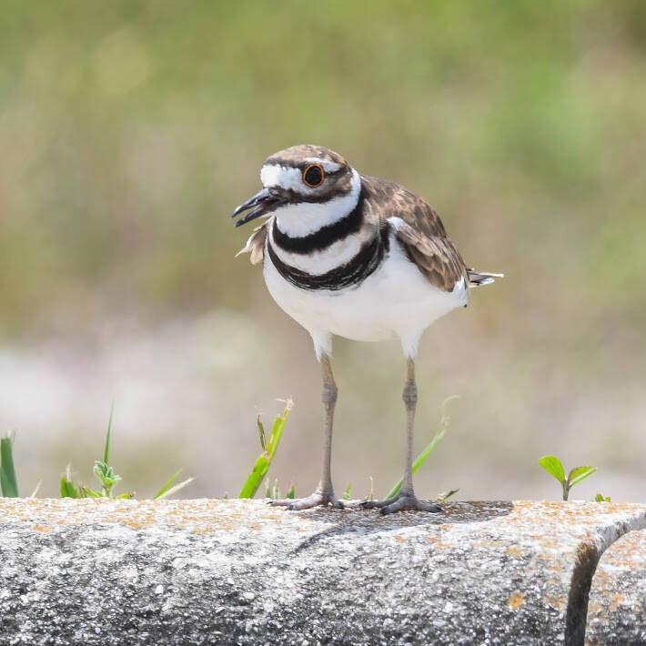 Killdeer (3)