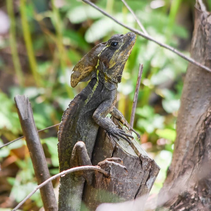 Brown Basilisk (6)