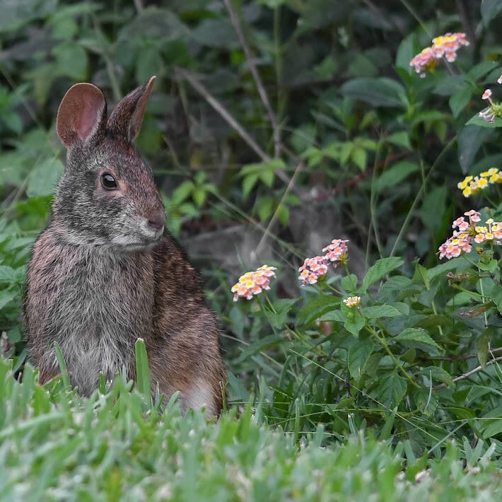 Eastern Cottontail (2)