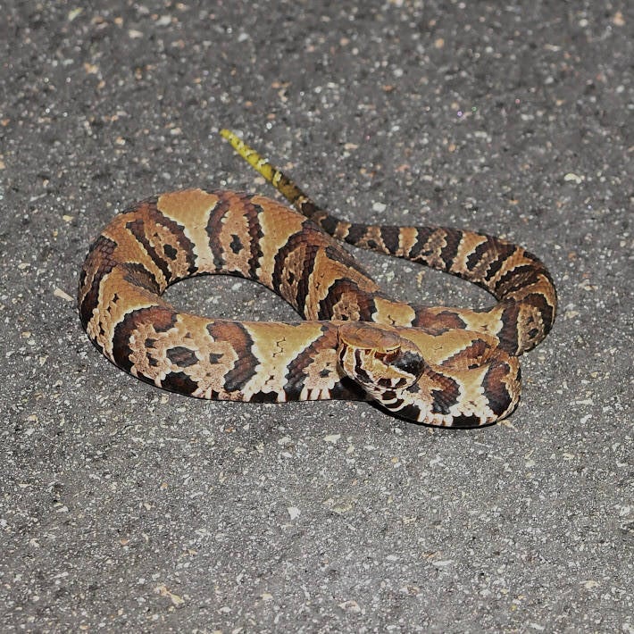 Florida Cottonmouth (1)
