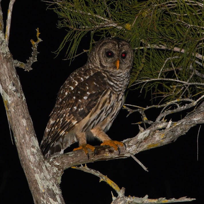 Barred Owl (2)