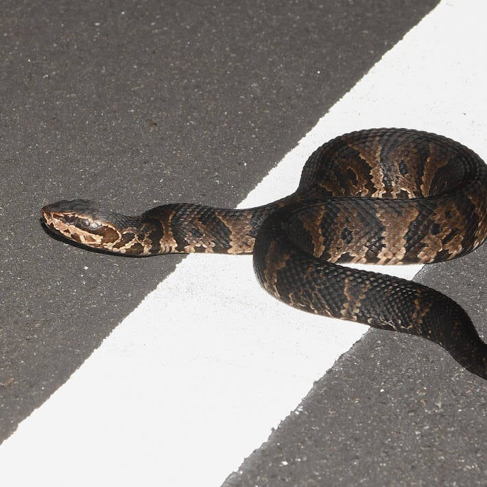 Florida Cottonmouth (2)