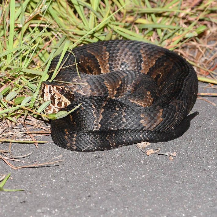 Florida Cottonmouth (3)