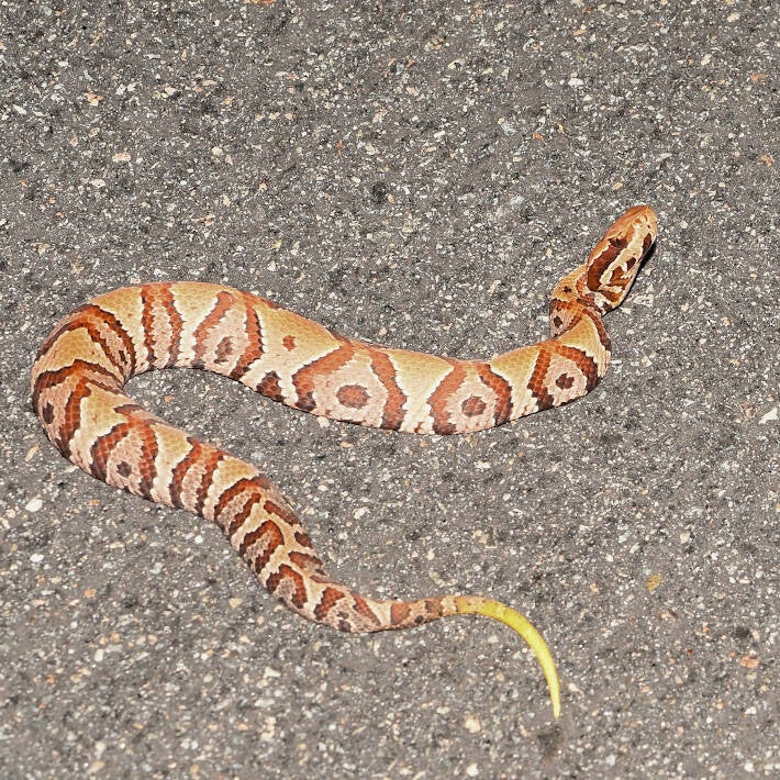 Florida Cottonmouth (4)