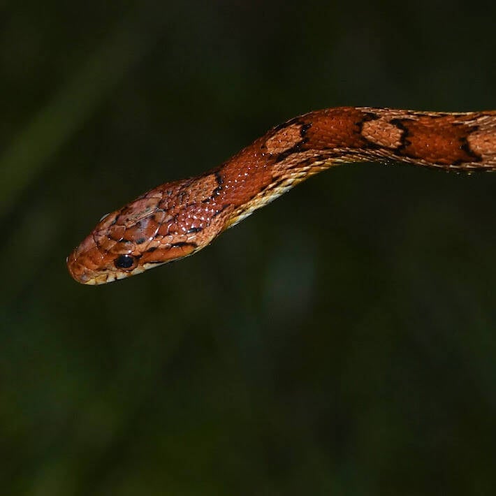 Red Cornsnake (1)