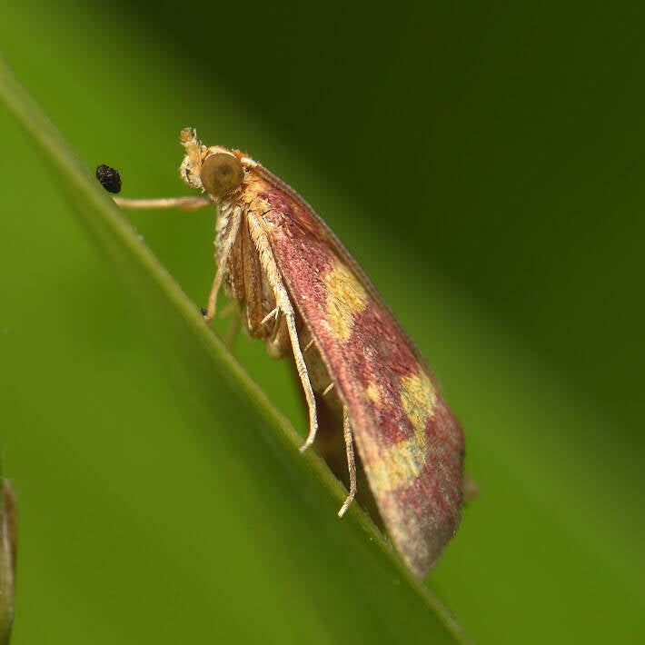 Coffee-Loving Pyrausta (4)