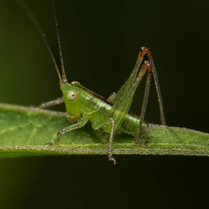 Common Meadow Katydid (2)
