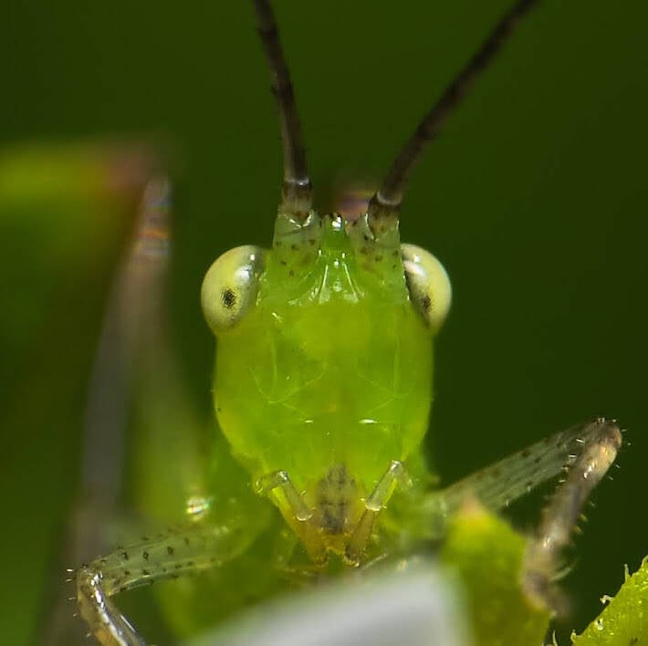 Common Meadow Katydid (3)