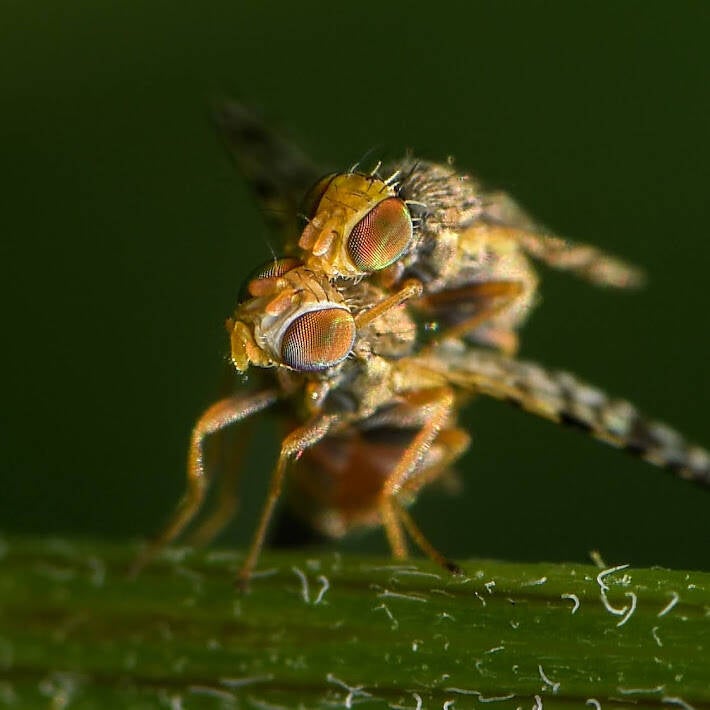 Campiglosa Fruit Fly (4)