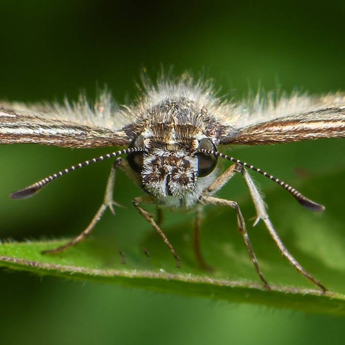 Tropical Checkered Skipper (3)