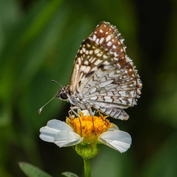 Tropical Checkered Skipper (4)