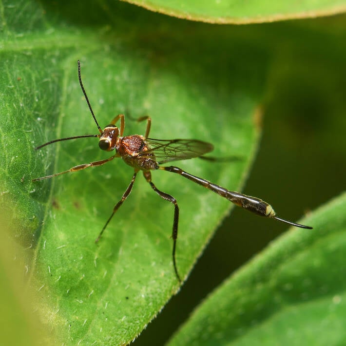 Anomalon Ichneumonid Wasp (2)
