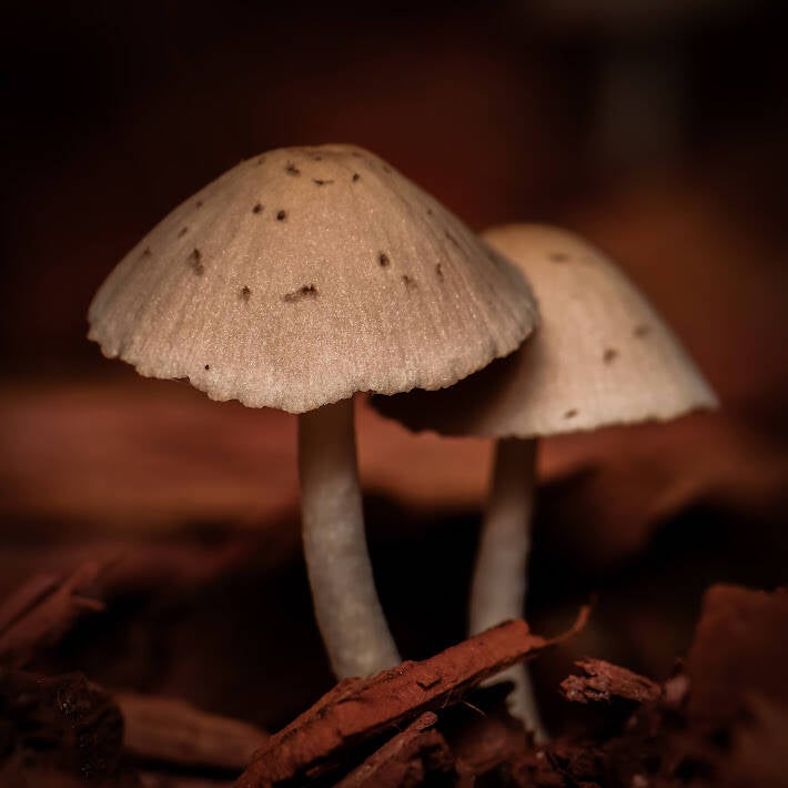 Agaricales Mushroom (1)