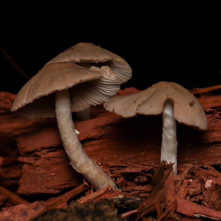 Agaricales Mushroom (2)