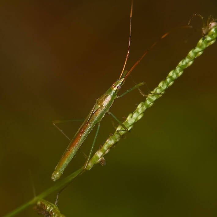 Rice Bug (1)