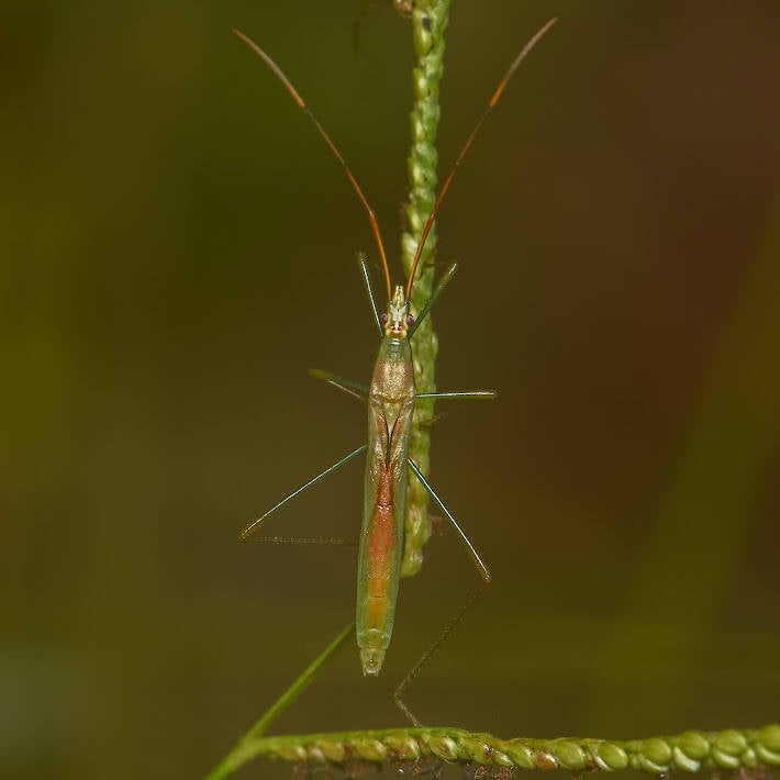 Rice Bug (2)