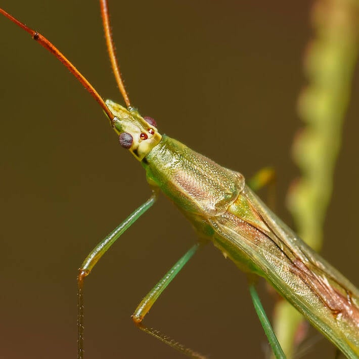 Rice Bug (3)