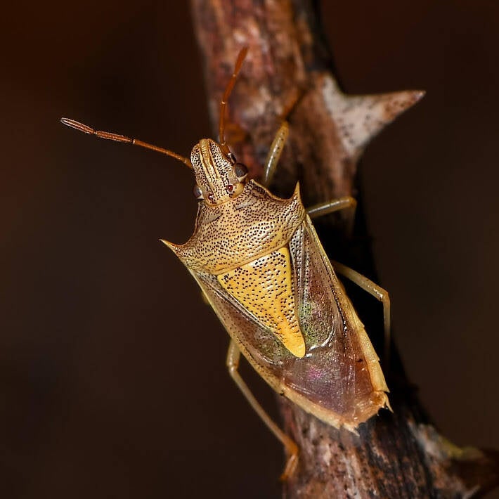 Rice Stinkbug (1)