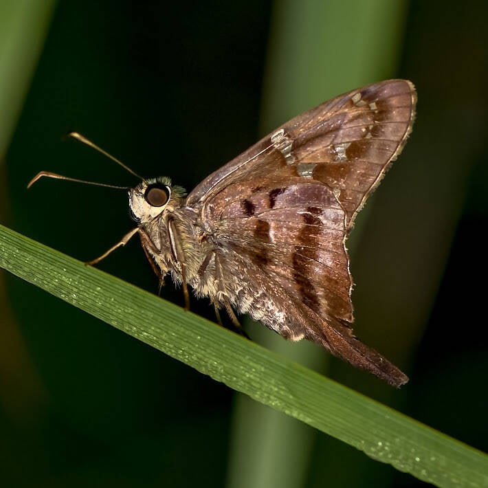 Long-Tailed Skipper (2)