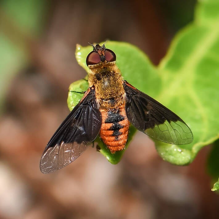 Banded Bee Fly (4)