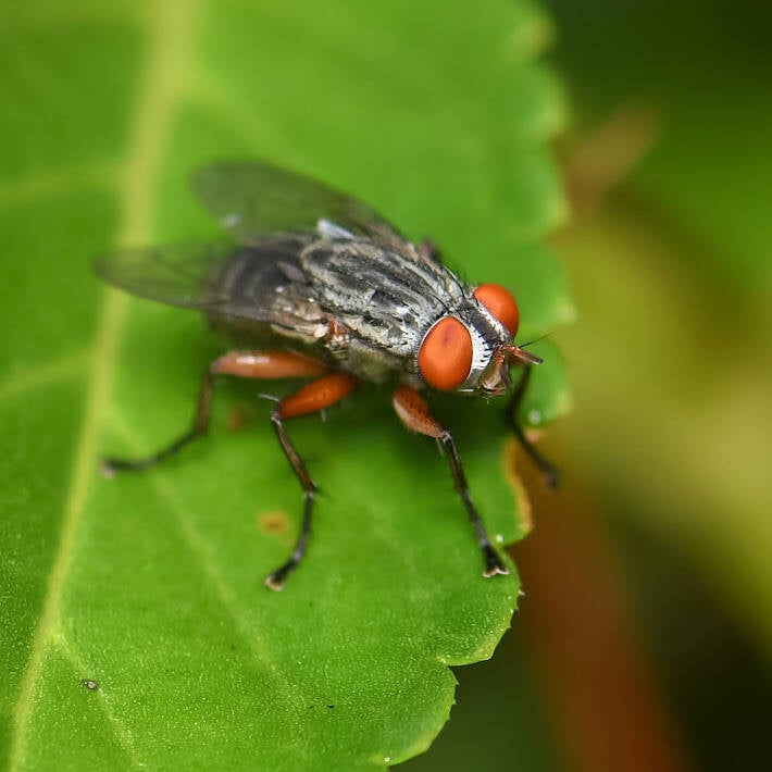 Flesh Fly (6)