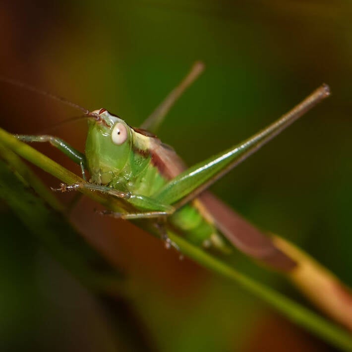 Graceful Meadow Katydid (1)